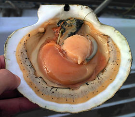 /static/f7502/Opened scallop shell.jpg?d=a8002520d&m=f7502